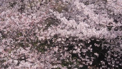 Cherry blossom trees in spring Stock Footage 123575851