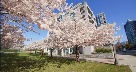 Cherry Blossom Trees in Spring Video stock 129854289