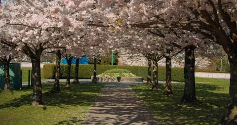Cherry Blossom Trees in Spring Video stock 129854433