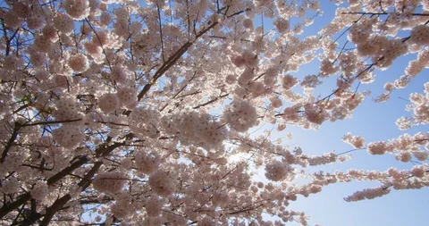 Cherry Blossom Trees in Spring Video stock 129854581
