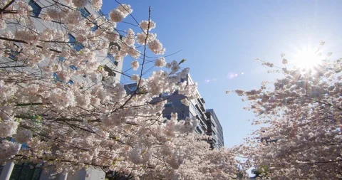 Cherry Blossom Trees in Spring Video stock 129854605
