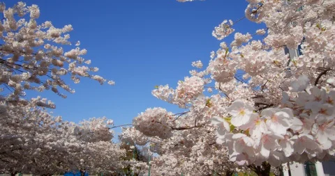 Cherry Blossom Trees in Spring Video stock 129854762