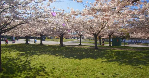 Cherry Blossom Trees in Spring Video stock 129854923