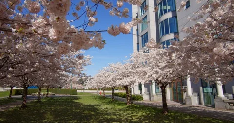 Cherry Blossom Trees in Spring Video stock 129854993