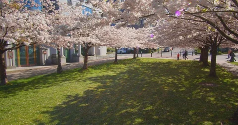 Cherry Blossom Trees in Spring Video stock 129855084