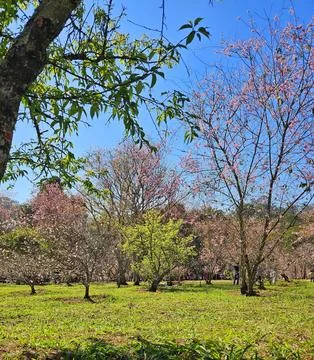 Cherry blossom trees in spring Stock Photos