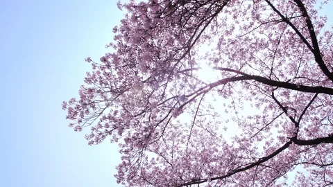 Cherry Blossom Trees with Sun Glaring Through at Seoul Grand Park Stock Footage 92539054