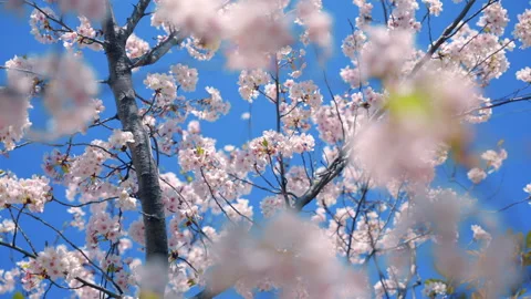 Cherry Blossom Trees Swaying in the Wind – Scenic Spring Landscape in Japan Stock Footage 307375219