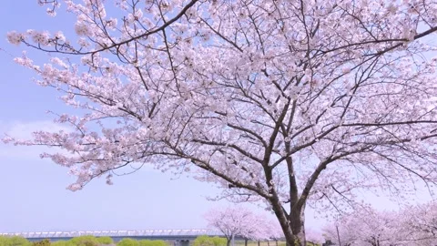 Cherry Blossom Trees Swaying in Wind Japan Emotional Spring Beauty Stock Footage 336723938