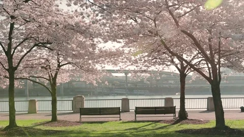 Cherry blossom trees with the view of the city on a sunny day Stock Footage 142985331