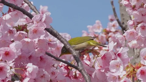 Cherry blossom trees with white-eye little bird in spring Stock Footage 73923628