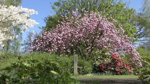 Cherry blossom trees wind swinging white pink blu sky park red green 動画素材 74306520