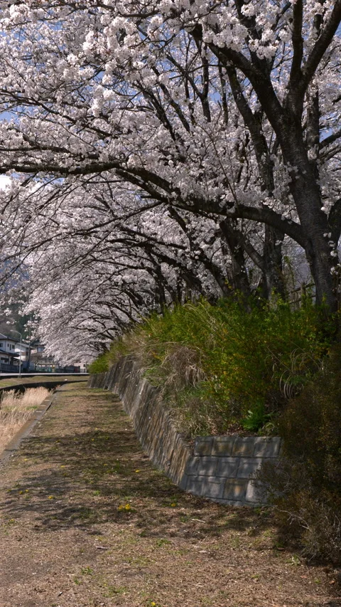 Cherry Blossom Tunnel along Path in Spring (Vertical | Real Time | Zoom IN) Stock Footage 341378330