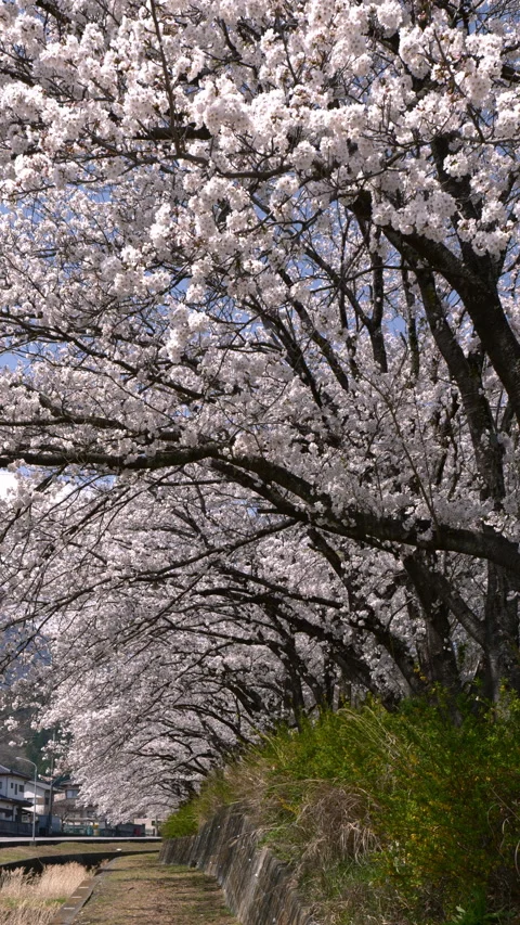 Cherry Blossom Tunnel along Path in Spring (Vertical | Real Time | PANNING) 動画素材 341378336