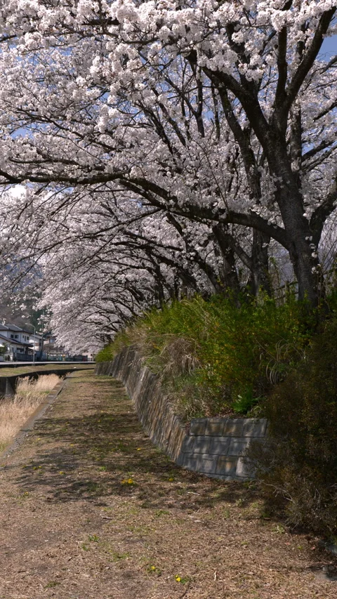 Cherry Blossom Tunnel along Path in Spring (Vertical | Real Time | Zoom Out) Stock Footage 341378344