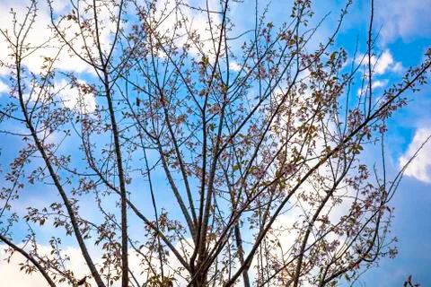 Cherry blossom twigs 스톡 사진