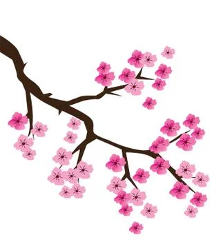 Cherry Blossom Vector Stock Illustration