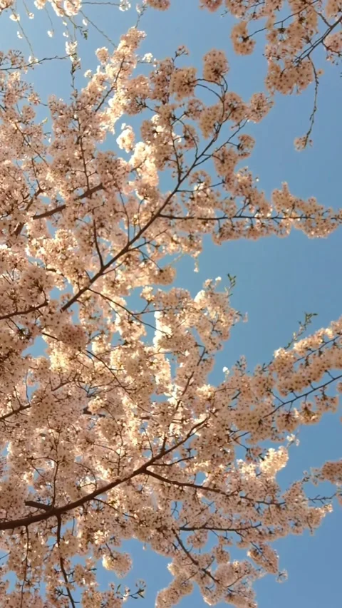 Cherry blossom vertical 스톡 동영상 309290336