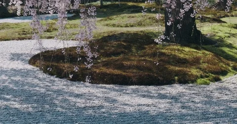Cherry blossom view point, zen garden, meditative shot, tilt up shot. Kyoto Stock Footage 106734298