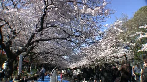 Cherry blossom viewing (Ohanami) at Ueno Park, Tokyo Japan Stock Footage 22150138