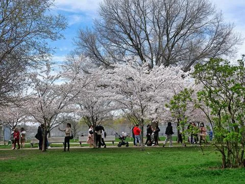 Cherry blossom viewing Stock Photos