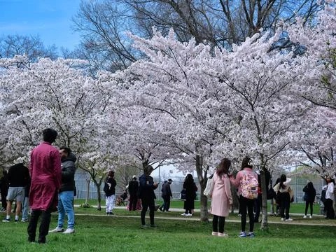 Cherry blossom viewing Stock Photos