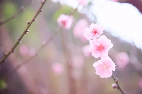 Cherry blossom vintage style Stock Photos