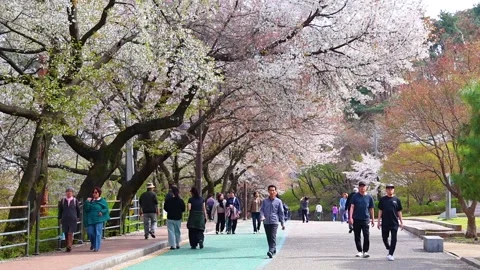 Cherry Blossom Visitors Strolling Beneath Blooming Sakura Trees in Suwon So.. Stock Footage 336258085