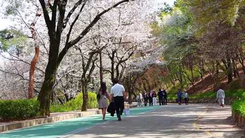 Cherry Blossom Visitors Walking Along Scenic Park Path in Suwon South Korea.. Stock Footage 336340993