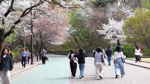 Cherry Blossom Visitors Walking Through Sakura Blooming Park in Suwon South.. Stock Footage 336233510