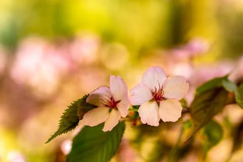 A cherry blossom with a warm and springlike bokeh Stock Photos
