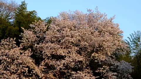 Cherry Blossom Warm Light Stock Footage 177118035
