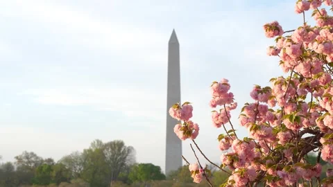 Cherry Blossom in Washington DC. Close Up Slow Motion of Pink Flowers on Ri.. Stock Footage 336593324