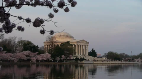 Cherry blossom in Washington DC 스톡 동영상 37163014