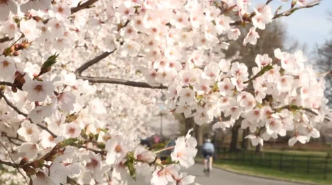 Cherry Blossom in Washington, DC Stock Footage 47948038