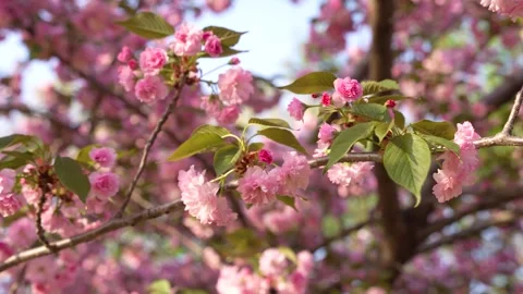 Cherry Blossom in Washington DC. Pink Flowers on a Tree Branch on a Windy D.. Stock Footage 336593178