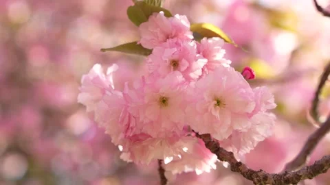 Cherry Blossom Washington DC Slow Motion Rack Focus. Pink and White Flower .. Stock Footage 336593082