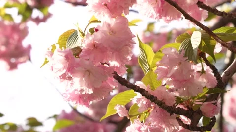 Cherry Blossom Washington DC Slow Motion. Pink and White Flower in Bloom Su.. Stock Footage 336593104