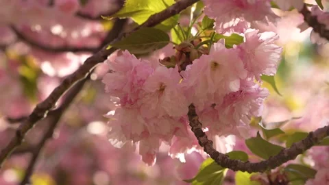 Cherry Blossom Washington DC Slow Motion. Pink and White Flower in Bloom. G.. Stock Footage 336593117