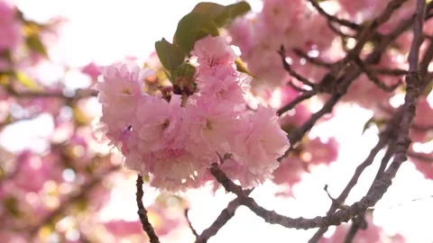 Cherry Blossom Washington DC Slow Motion Sun Flare. Pink and White Flower i.. Stock Footage 336593123