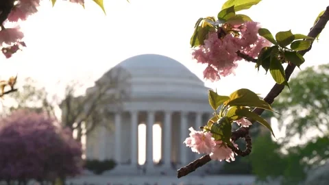 Cherry Blossom Washington DC Slow Motion Jefferson Memorial in Background. .. Stock Footage 336593139