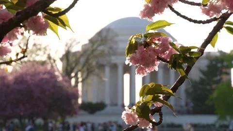 Cherry Blossom Washington DC Slow Motion Jefferson Memorial in Background. .. Stock Footage 336593147