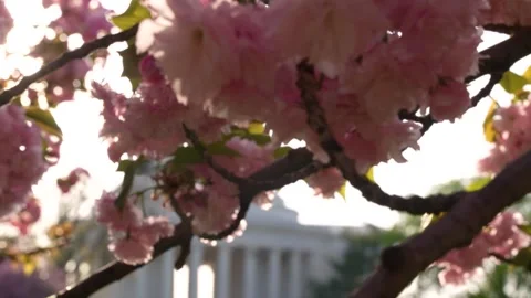 Cherry Blossom Washington DC Slow Motion Shift Focus to Jefferson Memorial... Stock Footage 336593155