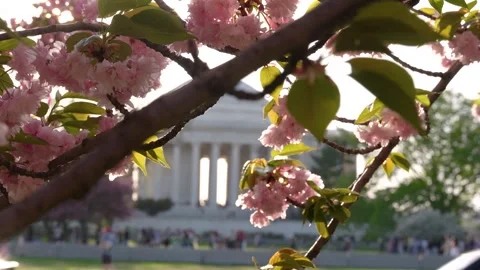 Cherry Blossom Washington DC Slow Motion Jefferson Memorial in Background. .. Stock Footage 336593156