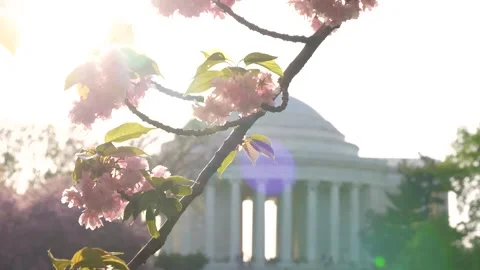 Cherry Blossom Washington DC Slow Motion Jefferson Memorial, Sun Flare. Pin.. Stock Footage 336593162
