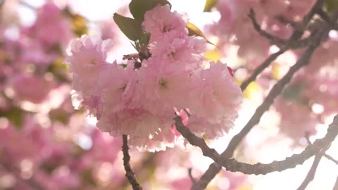 Cherry Blossom Washington DC USA Slow Motion Lens Flare. Pink and White Flo.. Stock Footage 336593111