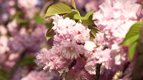 Cherry Blossom Washington DC USA Slow Motion. Pink and White Flowers in Blo.. Stock Footage 336593177