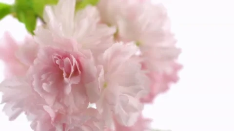 Cherry blossom with water drop, Slow Motion Stock Footage 11058448
