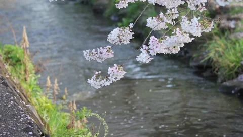Cherry Blossom &amp; water Stock Footage 237175881