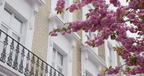 Cherry blossom in West London, Chelsea on a sunny day Stock Footage